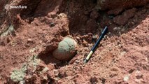 Chinese boy discovers dinosaur eggs on river bank in China's Heyuan
