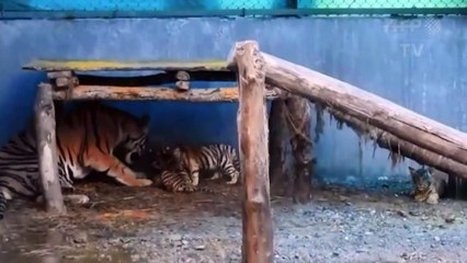 População de tigres selvagens cresceu 30% na Índia