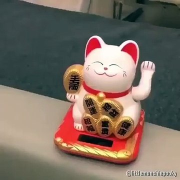 Cette compilation de chatons trop mignon va vous donner des frissons. Trop cute !