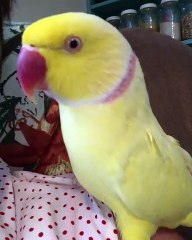 Ce perroquet parle quand on lui fait des bisous. Trop cute !