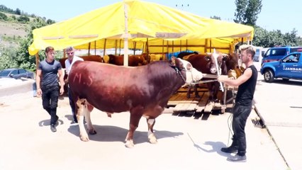 Bir tonluk 'Şampiyon' otomobil parasına satıldı - SAMSUN