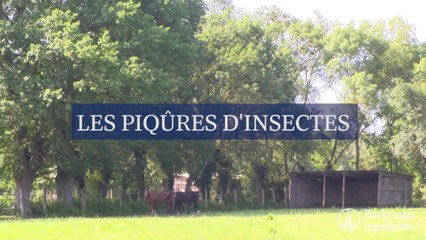 Les piqûres d'insectes