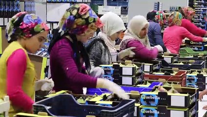 Siyah incirde ihracat başladı - AYDIN