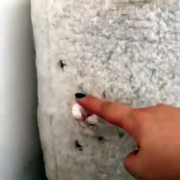 Quand ton chat adore te jouer des tours. Regardez ce petit chenapan !