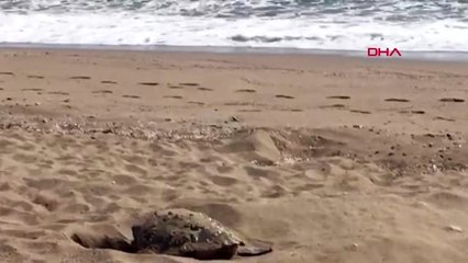 Antalya Yuvaları su altında kaldı, carettalar telef oldu