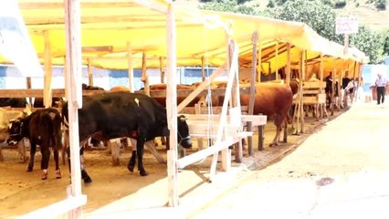 Bir tonluk "Şampiyon" otomobil parasına satıldı