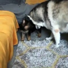 Une chienne rencontre le nouveau chiot de la maison. Regardez sa réaction !
