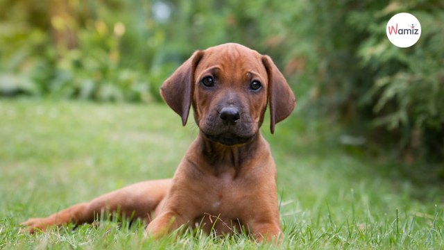Elle dépose un chien abandonné au refuge : quelques heures plus tard, la sombre vérité éclate