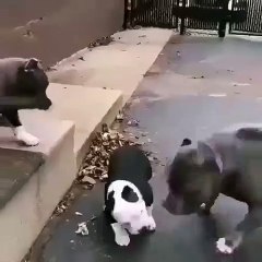 Adorable ! Ce papa Bulldog joue avec ses enfants !