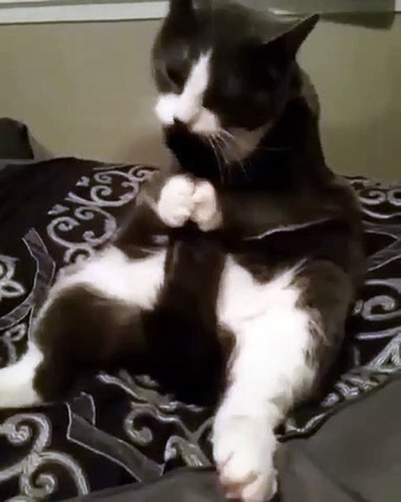 Ce chat adore lécher sa queue. Trop chou !