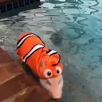 Ce cochon déguisé en poisson est trop mignon. Trop mimi !