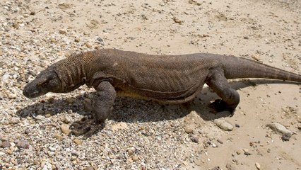 Land of the Komodo dragons to close in 2020 for rehabilitation