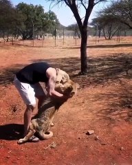 Les lions sont juste de grands chats. En voici une belle preuve !