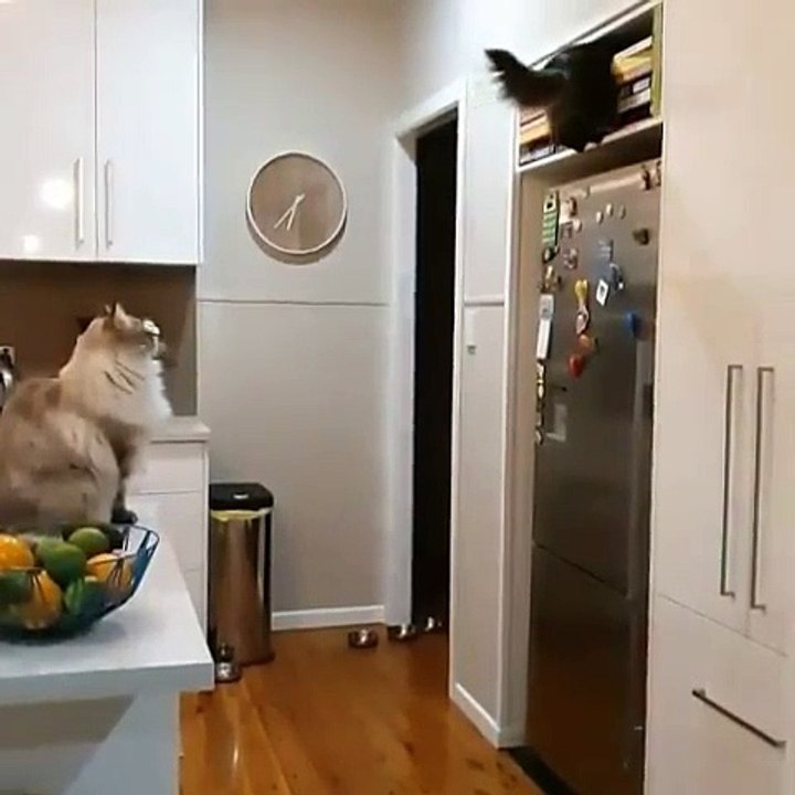 Wow ! Admirez la souplesse et l'agilité de cette chatte qui saute très haut !