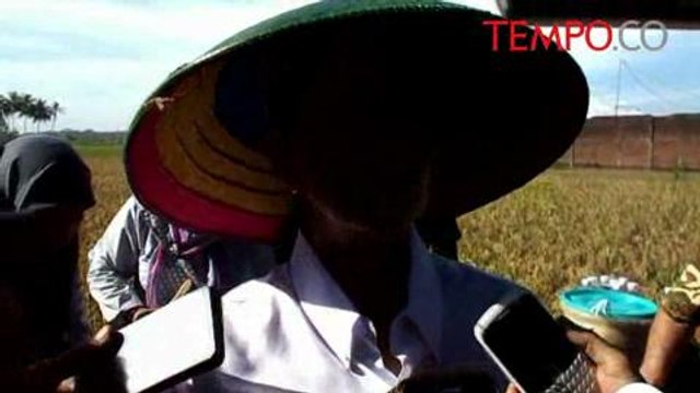 Menteri-BUMN-Rini-Soemarno-Blusukan-ke-Sawah-untuk-Apa-ok.flv