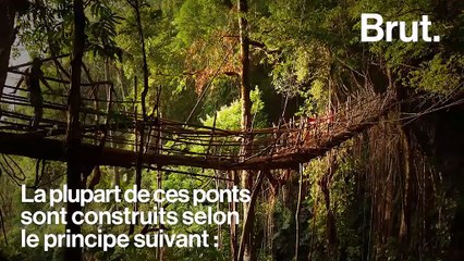 En Inde, des "ponts vivants" pour franchir les cours d'eau et relier les villages entre eux