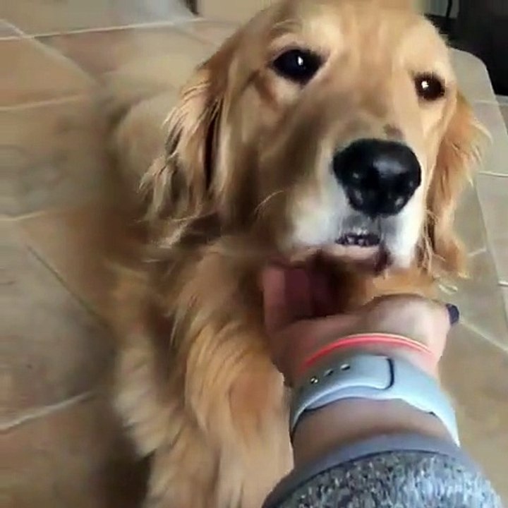 Ce chien adore qu'on lui caresse le bas du museau. Regardez son expression faciale !