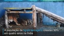 Mais tigres na Índia