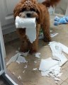 Quand ta chienne saccage ta salle de bain et veut te montrer son chef d'oeuvre. Hilarant !