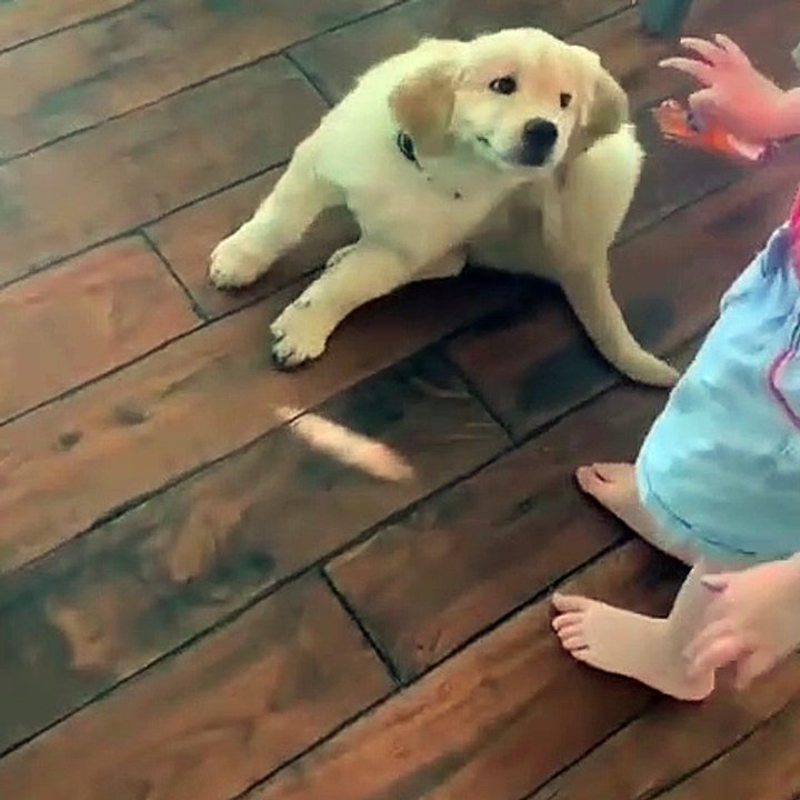 Ce chiot a trouvé le point qui lui gratte. Trop drôle !