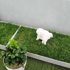 Ce poméranien a peur de la pluie. Sa réaction va vous pleurer de rire !