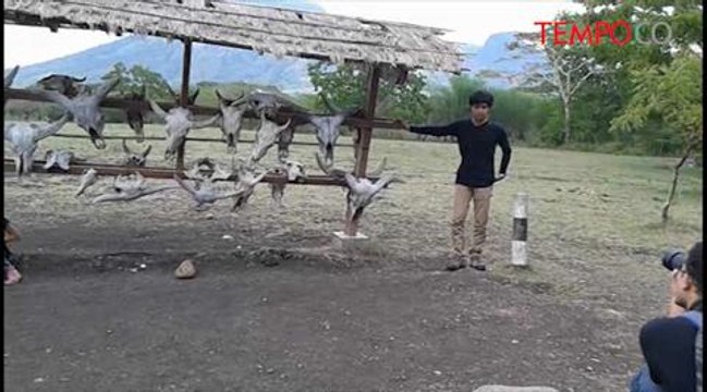 Menikmati-Taman-Nasional-Baluran-di-Musim-Penghujan.flv