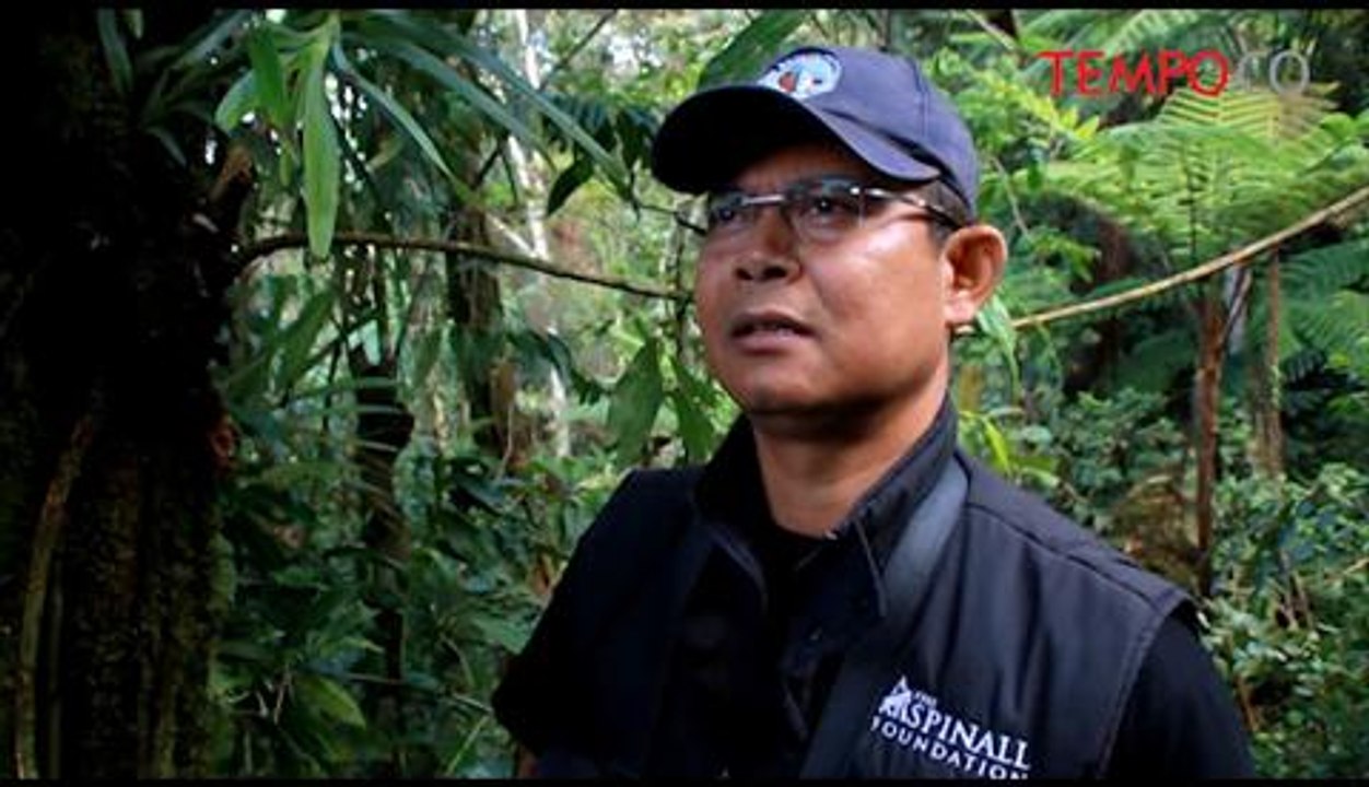 Pantau-Populasi-Owa-Jawa-Bertransmitter-Dilepasliarkan.flv