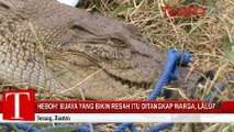 Heboh Buaya yang Bikin Resah Itu Ditangkap Warga Lalu