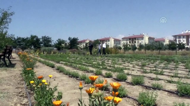 'Aromatik ve tıbbi bitki' hasadı - VAN