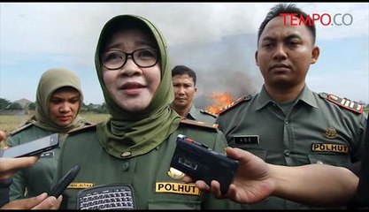 BKSDA-Musnahkan-Puluhan-Kayu-Ilegal-dari-Cagar-Alam.flv
