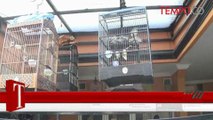 Sudah Nyamar Pengemis, Pencuri Burung Juara Ini Terekam CCTV