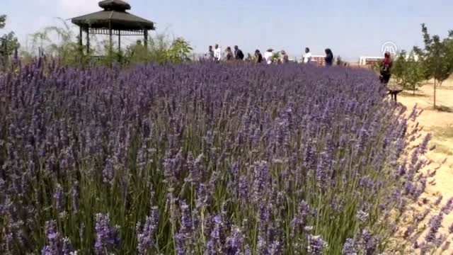 Aromatik ve tıbbi bitki hasadı