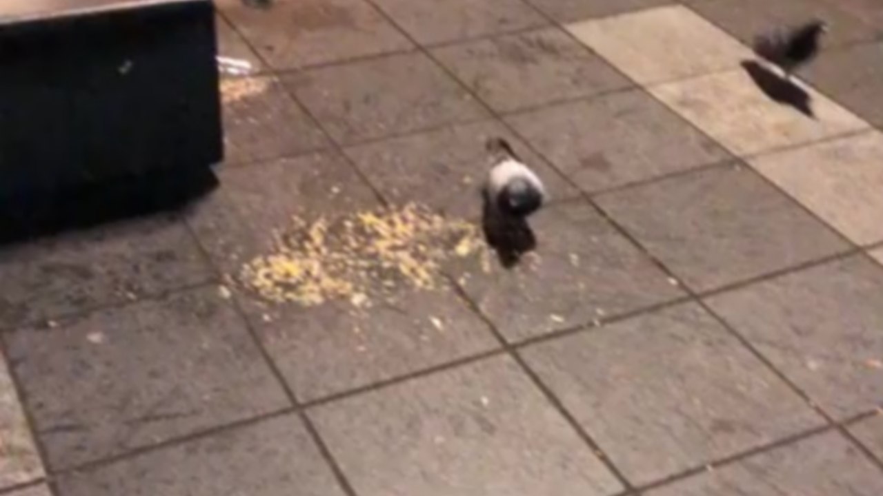 Instant Karma pour un idiot qui tente de shooter un pigeon