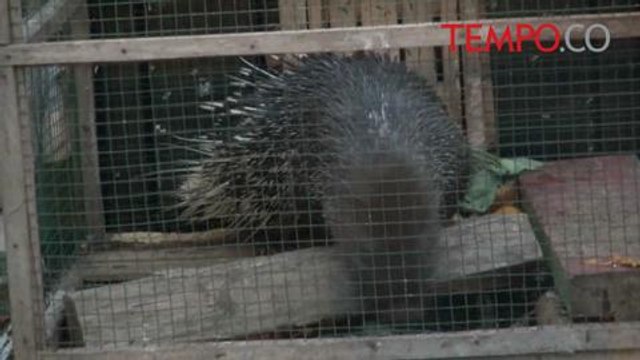 Petugas BKSDA Sita Hewan yang Diyakini Bisa Menambah Stamina