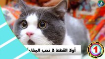 هل تعلم لماذا تخاف القطط من الماء ؟ سوف تندهش عندما تعرف السبب !!....Do you know why cats fear water? You will be amazed when you know the reason !!