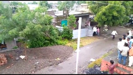 Black bear chased out of Indian village after drinking up 5 litres of kitchen oil