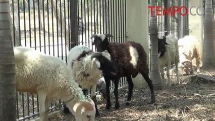 MUI: Hewan Kurban Dibeli dari Duit APBD Ini Tidak Sah; Kenapa?