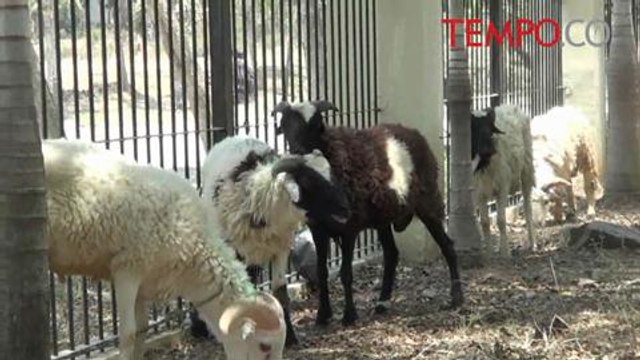 MUI: Hewan Kurban Dibeli dari Duit APBD Ini Tidak Sah; Kenapa?