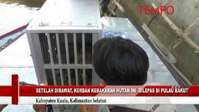 Setelah Dirawat Korban Kebakaran Hutan Ini Dilepas di Pulau Bakut