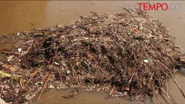 Pasca-Banjir Kiriman, Tumpukan Sampah Kayu Hambat Arus Sungai Ciliwung