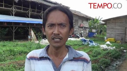 Timbulkan Bau Busuk, Peternakan Ayam Ilegal Disidak