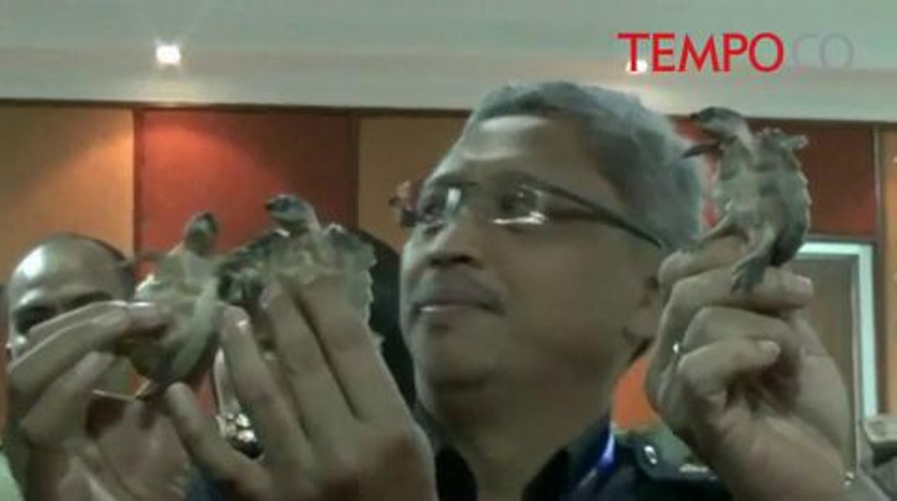 Bea Cukai Gagalkan Penyelundupan Kura-Kura Moncong Babi