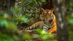 Le nombre de tigres sauvages en Inde a augmenté de 30% en l'espace de quatre ans