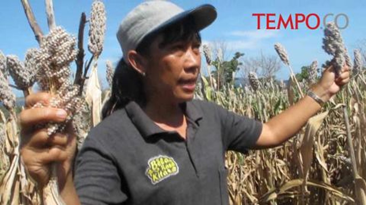 Sorgum Tumbuh Baik di Tanah Tandus, Ini Hasilnya