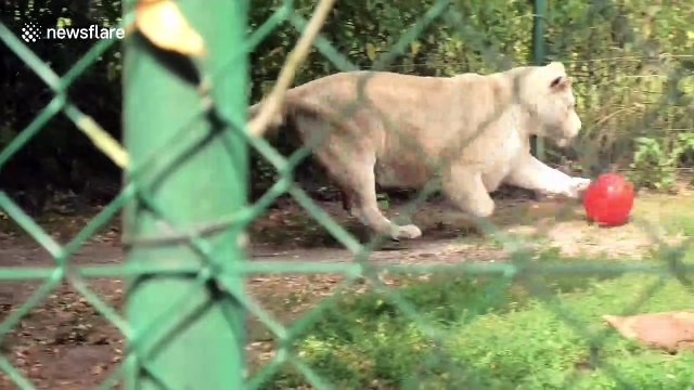 Lion-el Messi! Lioness dribbles ball like a pro at Belgium zoo