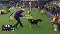 Check out the best of the 2019 WKC Masters Agility Championship - FOX SPORTS