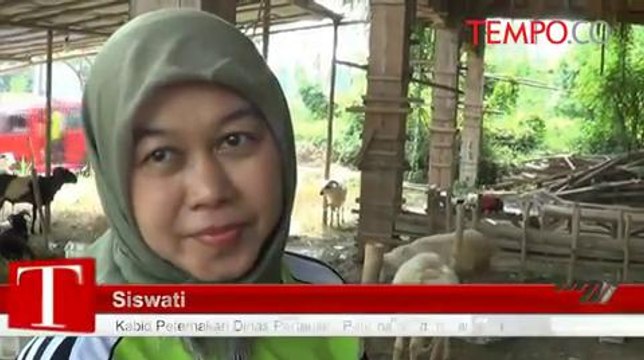 Dinas Peternakan Temukan Hewan Kurban Sakit Dijual