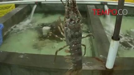 Ekspor Lobster Ilegal, Penangkaran Ini Digerebek Polisi
