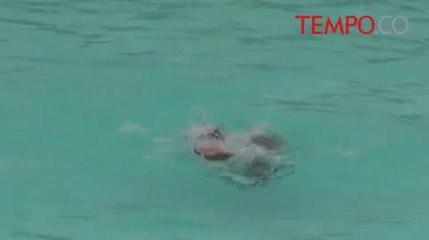 PON XIX: Renang Indah Duet, Yogyakarta Sabet Emas