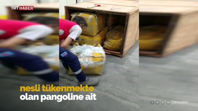 İstanbul Havalimanı'nda 1,2 ton pangolin pulu ele geçirildi